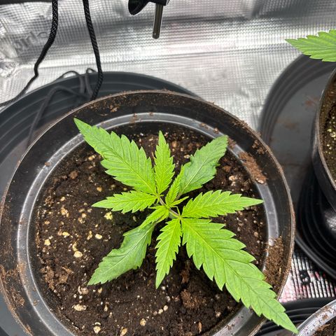 Watermelon Zkittlez #1 growlog timeline photo