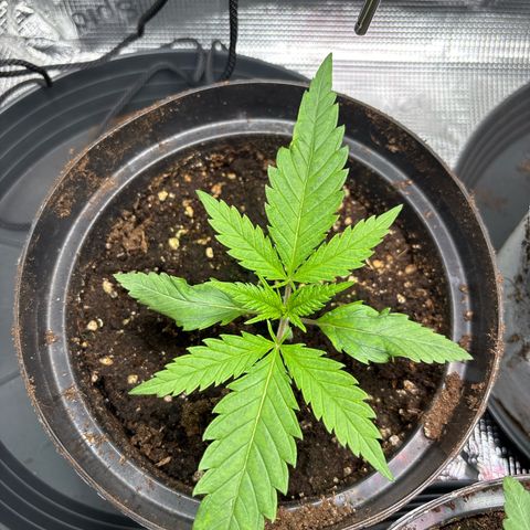 Watermelon Zkittlez #1 growlog timeline photo