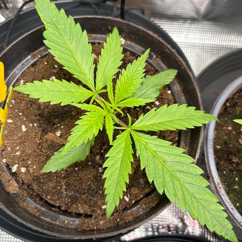 Watermelon Zkittlez #1 growlog timeline photo
