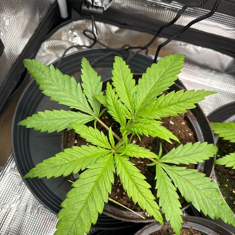 Watermelon Zkittlez #1 growlog timeline photo