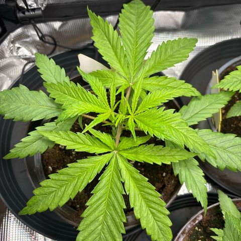 Watermelon Zkittlez #1 growlog timeline photo