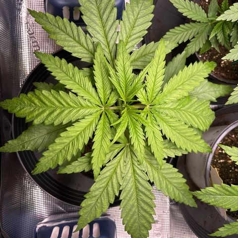 Watermelon Zkittlez #1 growlog timeline photo