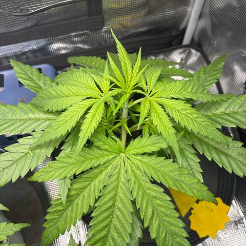 Watermelon Zkittlez #1 growlog timeline photo