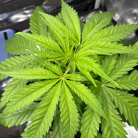 Watermelon Zkittlez #1 growlog timeline photo