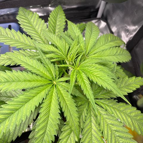 Watermelon Zkittlez #1 growlog timeline photo