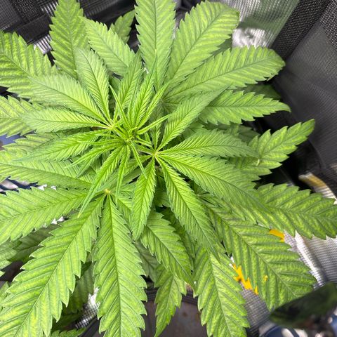 Watermelon Zkittlez #1 growlog timeline photo