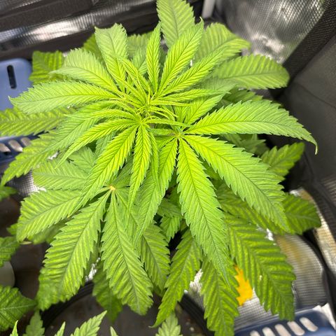 Watermelon Zkittlez #1 growlog timeline photo