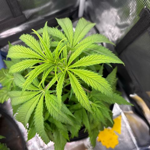 Watermelon Zkittlez #1 growlog timeline photo