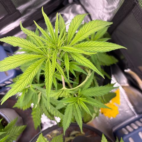 Watermelon Zkittlez #1 growlog timeline photo