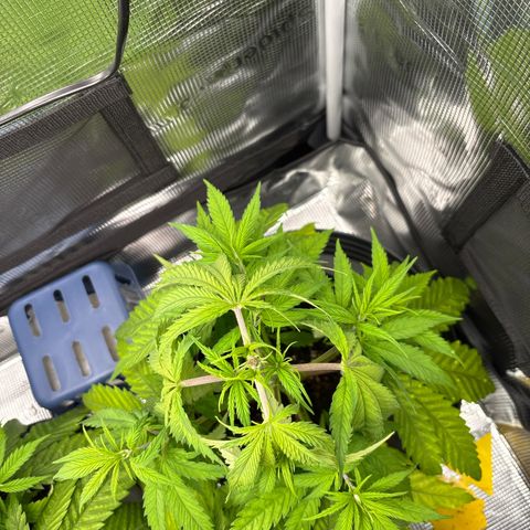 Watermelon Zkittlez #1 growlog timeline photo