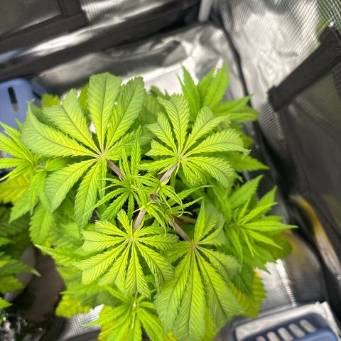 Watermelon Zkittlez #1 growlog timeline photo