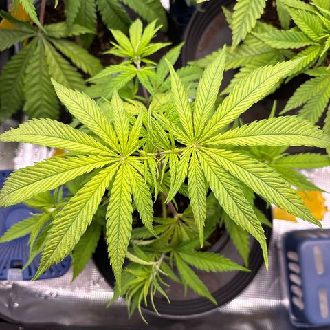 Watermelon Zkittlez #1 growlog timeline photo
