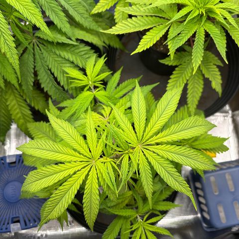 Watermelon Zkittlez #1 growlog timeline photo