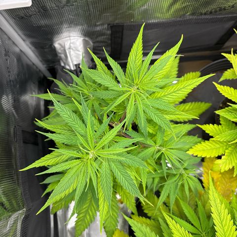 Watermelon Zkittlez #1 growlog timeline photo