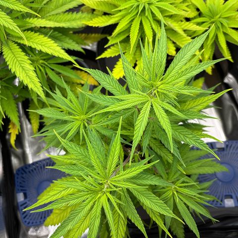Watermelon Zkittlez #1 growlog timeline photo