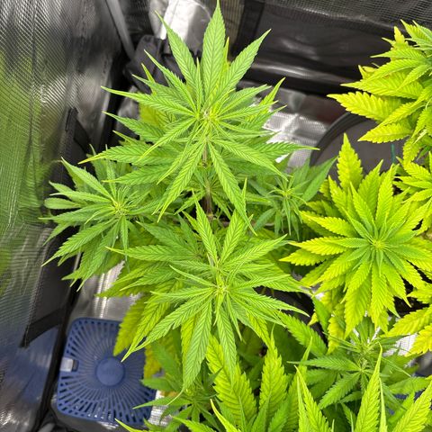 Watermelon Zkittlez #1 growlog timeline photo