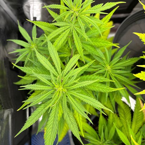 Watermelon Zkittlez #1 growlog timeline photo
