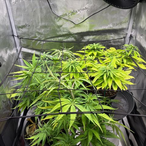 Watermelon Zkittlez #1 growlog photo: SCROG