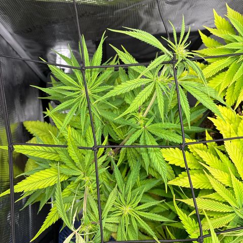 Watermelon Zkittlez #1 growlog timeline photo