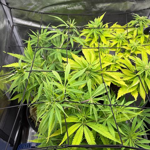 Watermelon Zkittlez #1 growlog timeline photo