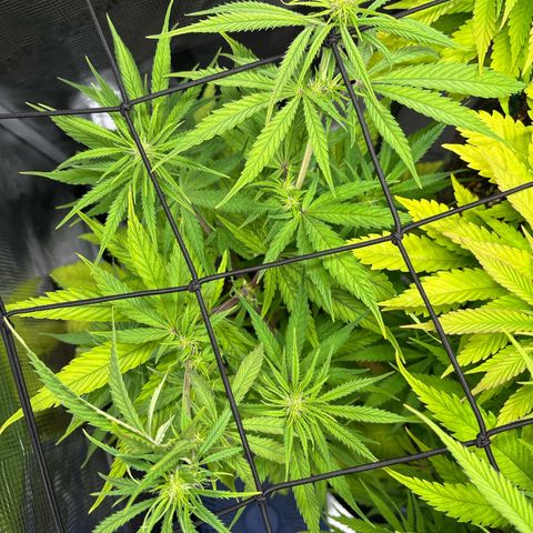 Watermelon Zkittlez #1 growlog timeline photo