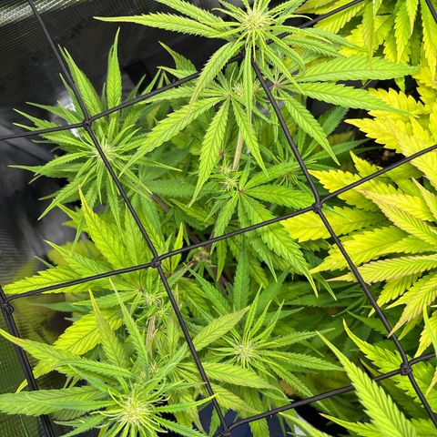 Watermelon Zkittlez #1 growlog timeline photo