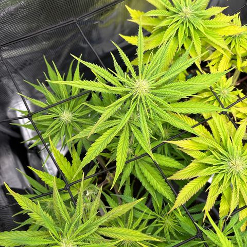 Watermelon Zkittlez #1 growlog timeline photo