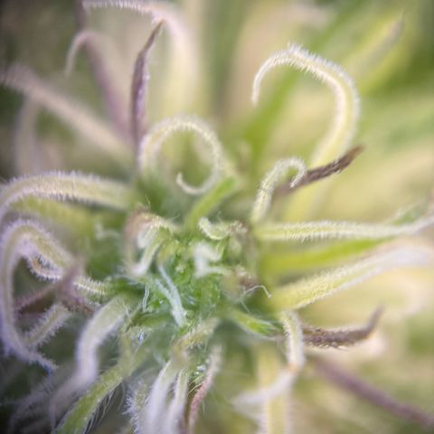 Watermelon Zkittlez #1 growlog timeline photo