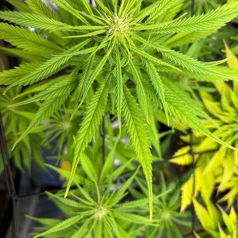 Watermelon Zkittlez #1 growlog timeline photo
