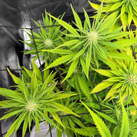Watermelon Zkittlez #1 growlog timeline photo