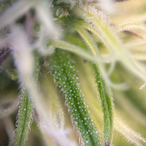 Watermelon Zkittlez #1 growlog timeline photo