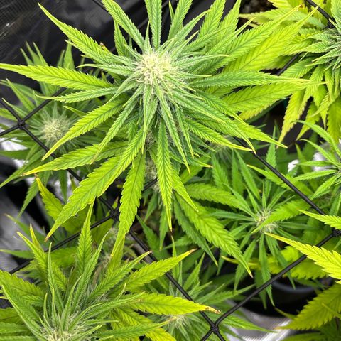 Watermelon Zkittlez #1 growlog timeline photo