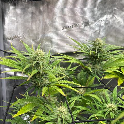 Watermelon Zkittlez #1 growlog timeline photo
