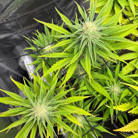 Watermelon Zkittlez #1 growlog timeline photo