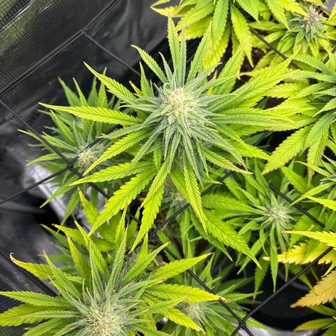 Watermelon Zkittlez #1 growlog timeline photo