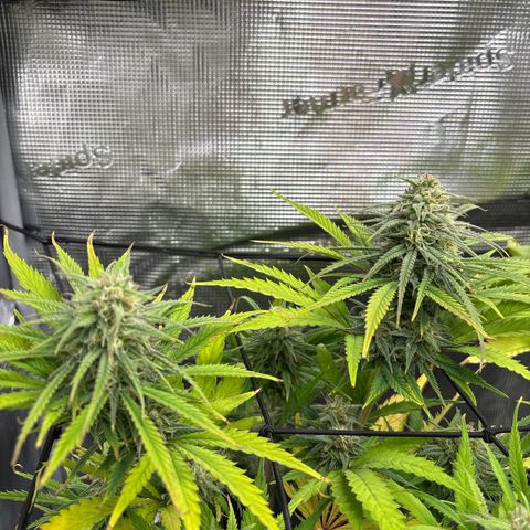Watermelon Zkittlez #1 growlog timeline photo