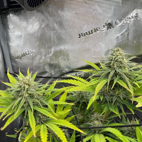 Watermelon Zkittlez #1 growlog timeline photo