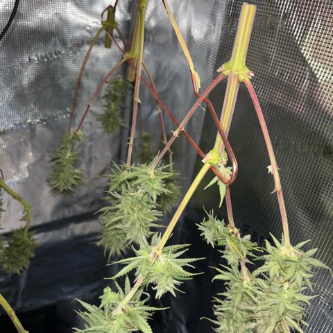Watermelon Zkittlez #1 growlog timeline photo