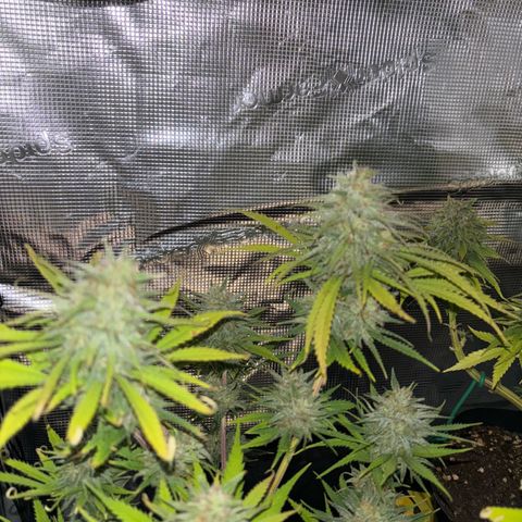 Watermelon Zkittlez #1 growlog timeline photo