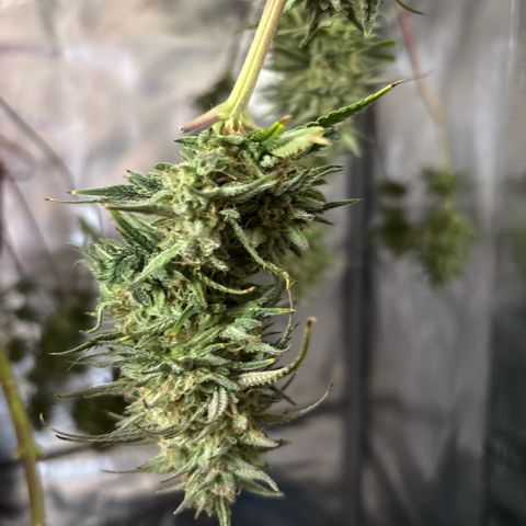 Watermelon Zkittlez #1 growlog timeline photo