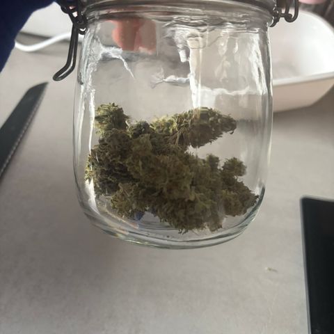 Watermelon Zkittlez #1 growlog timeline photo