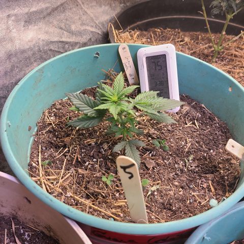Pineapple muffin #1 growlog photo: Soil test