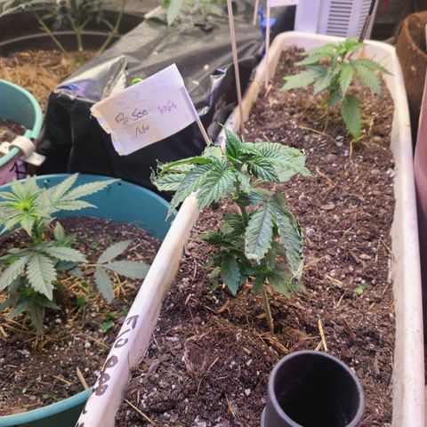 Pineapple muffin #1 growlog photo: Spil test