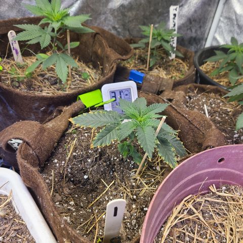 Pineapple muffin #1 growlog photo: Soil test
Funky charms #1