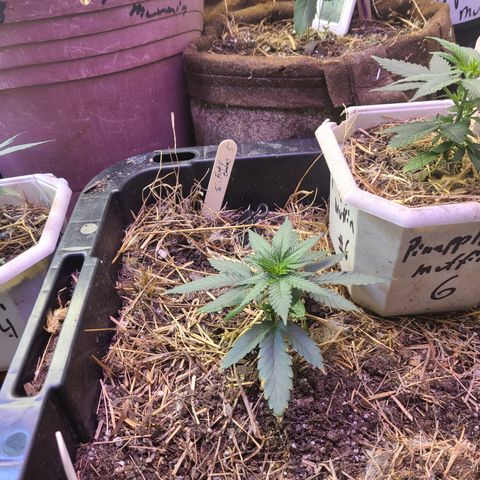 Pineapple muffin #1 growlog photo: Soil test