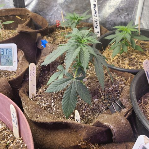 Pineapple muffin #1 growlog photo: Soil test