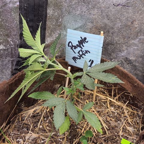 Pineapple muffin #1 growlog photo: Training