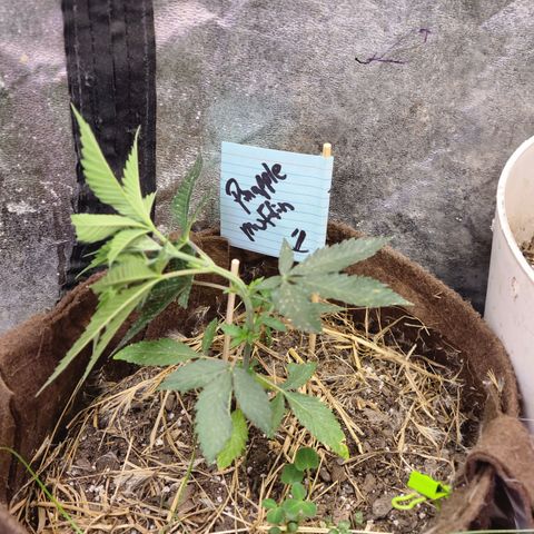 Pineapple muffin #1 growlog timeline photo