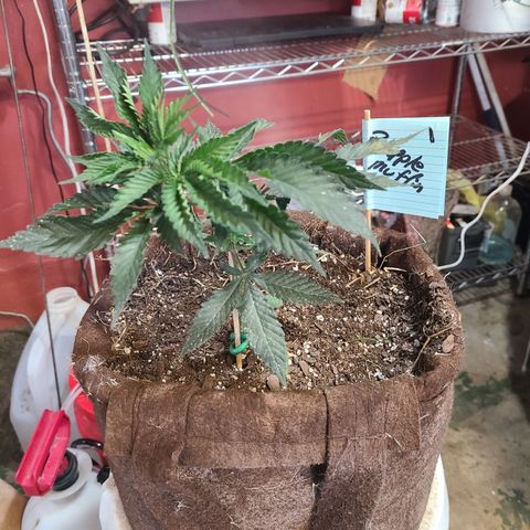 Pineapple muffin #1 growlog photo: Looks ok