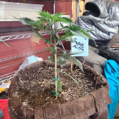 Pineapple muffin #1 growlog photo: Looks ok